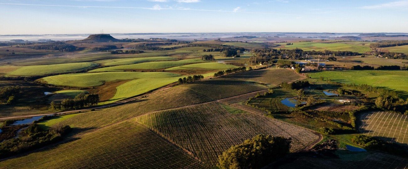 Conheça a região brasileira que deve ser destaque na produção de vinhos em 2024