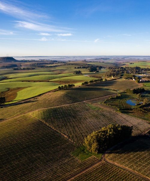 Conheça a região brasileira que deve ser destaque na produção de vinhos em 2024