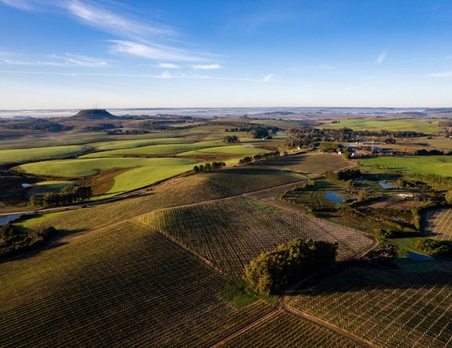 Conheça a região brasileira que deve ser destaque na produção de vinhos em 2024